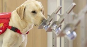 تدريب كلاب لاكتشاف المصابين بفيروس كورونا