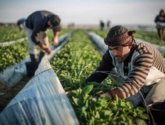 اتحاد جمعيات المزارعين الفلسطينين يدعو الى توفير حماية دولية عاجلة للمزارعين الفلسطينين