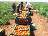 قرار الاحتلال بمنع تصدير المنتجات الفلسطينية امام 'الرباعية'