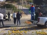 أردنيون يلقون بحمضياتهم في الشارع احتجاجا على تدفق الحمضيات من سوريا