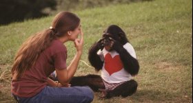 علماء: الإنسان والشمبانزي يتعرفان على الوجوه ...