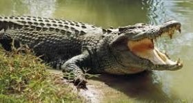 تمساح يقتل شابا في تكساس