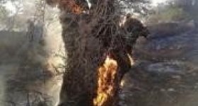 نابلس: مستوطنون يحرقون أشجار زيتون في ...