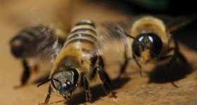موت مئات النحل الطنان في أوريغون ...