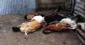 إعدام 800 طير مصاب بإنفلونزا الطيور ...