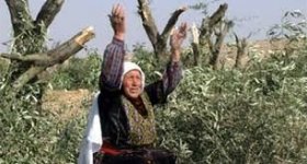 الاحتلال يقتلع مئات اشجار الزيتون بنابلس