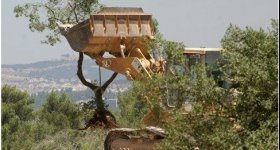 جرافات الاحتلال تقتلع مئات الأشجار شمال ...