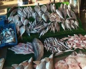 الاحتلال يحظر تصدير الأسماك من غزة إلى الضفة