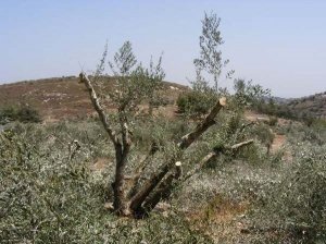 الضفة الغربية: مستوطنون يقتلعون 800 شجرة زيتون شرق الخليل