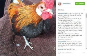 الفنانة زينة تصف أحمد عزّ بـ &quot;الدجاجة&quot;