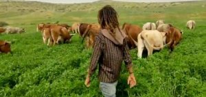 مستوطنون يرعون أبقارهم في أراضي المواطنين غرب سلفيت