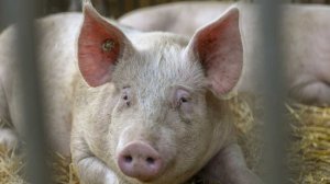 ليس لها لقاح.. ألمانيا تعلن تسجيل أول إصابة بحمى الخنازير