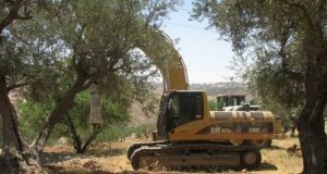 آليات الاحتلال تجرف أراضي مزروعة بالزيتون في بيت لحم