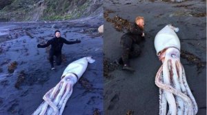 اكتشاف كائن بحري &quot;وحشي&quot; على شاطئ نيوزيلندا