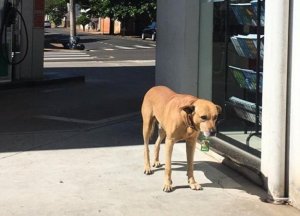 شاهد .. كلب يصبح أفضل موظف في محطة وقود برازيلية !