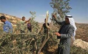 المستوطنون يقتلعون 80 شجرة زيتون من أراضي قريوت بنابلس