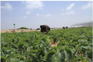 محررات غزة بين محاولات الاستثمار الناجح وفشل بعض المشاريع الزراعية