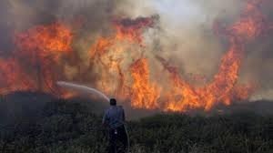 مستوطنون يحرقون أكثر من 250 شجرة زيتون جنوب الضفة