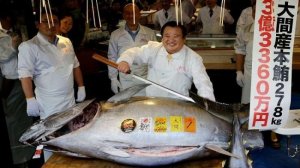بيع سمكة تونة بـ3 ملايين دولار في اليابان!